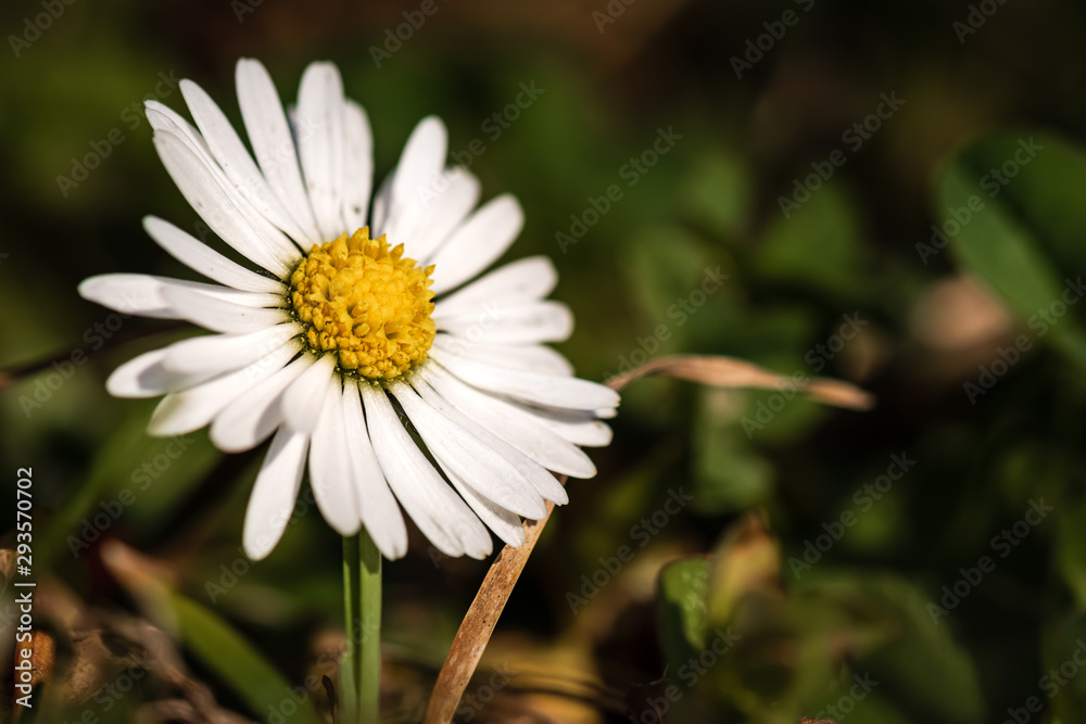 Obraz premium A Common Daisy