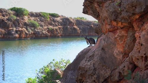 Male Rock Wallaby in the rocky river side of Australia photo