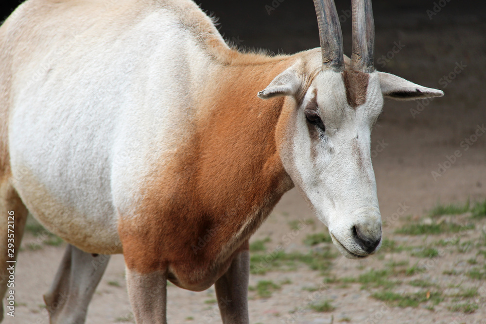 scimitar oryx in a zoo in berlin (germany) 