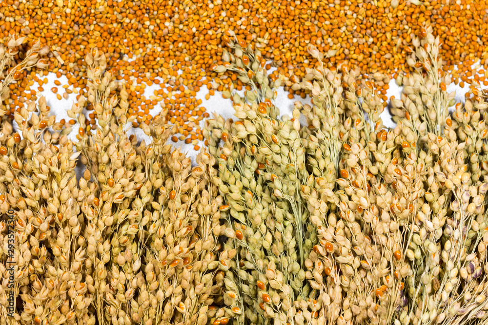 Grains and sprigs of red millet. Top view Grains and sprigs of red millet. Top view