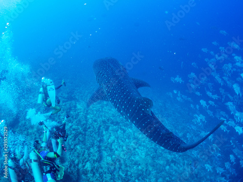 Wallpaper Mural パラオ_ペリリュー_スキューバダイビング Torontodigital.ca