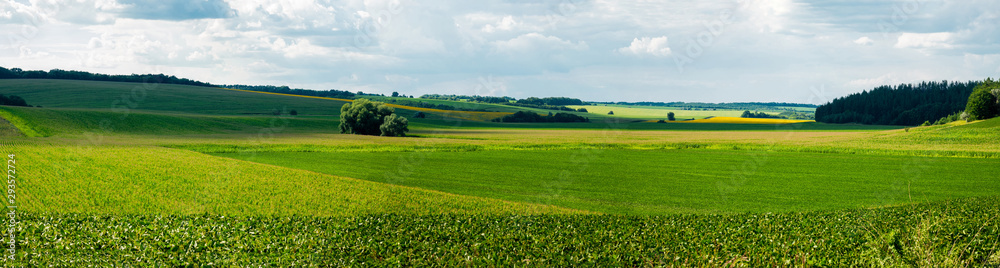 View of a corn field. Village Popovka, Cherkasy region, Ukraine