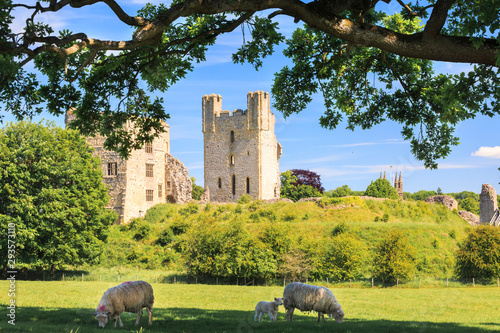 View of Helmsley Castle in North Yorkshire with sheep grazing on the pastures on a summers day.  photo
