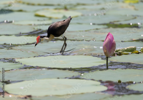 The comb-crested jacana (Irediparra gallinacea), also known as the lotusbird or lilytrotter with pink lotus lily flower photo