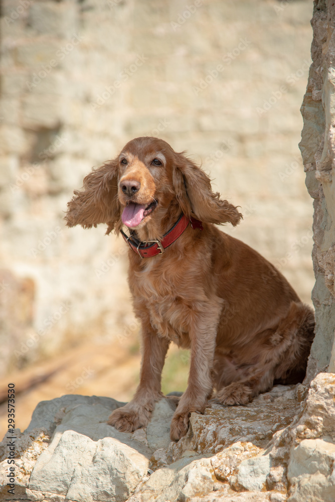 Obraz premium The dog sits on a rock and stones with his tongue out.