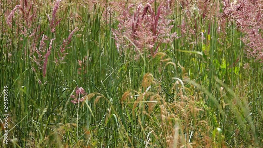Festuca rubra is a species of grass known by the common name red fescue