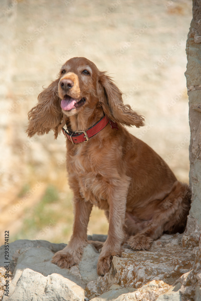 The dog sits on a rock and stones with his tongue out. The dog sits on a rock and stones with his tongue out.