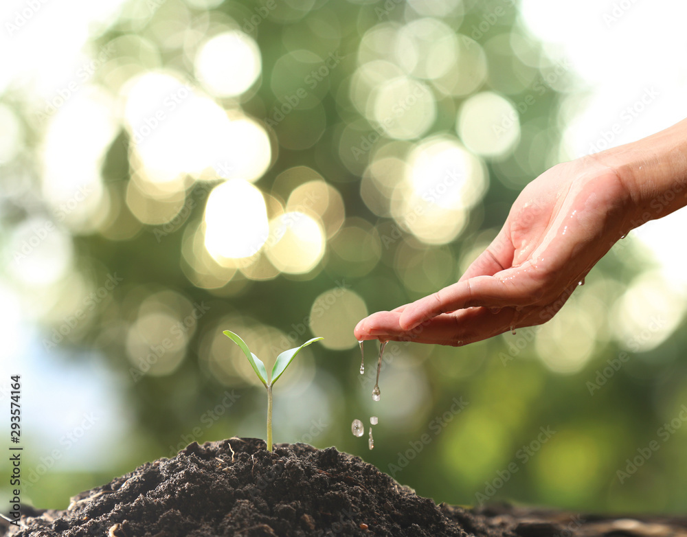 Fototapeta premium Farmer's hand watering a young plant on green bokeh nature