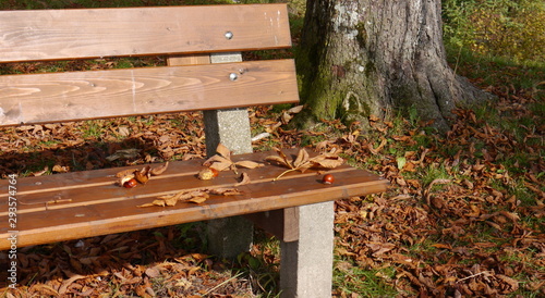a lonely wooden bench in the park with a few autumnal brown leaves and some chestnuts on its seat