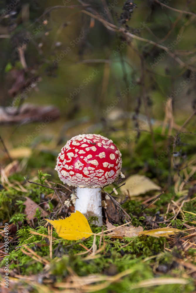 Red and White Toad Stool Mushroom in an Autumn Forest Red and White Toad Stool Mushroom in an Autumn Forest