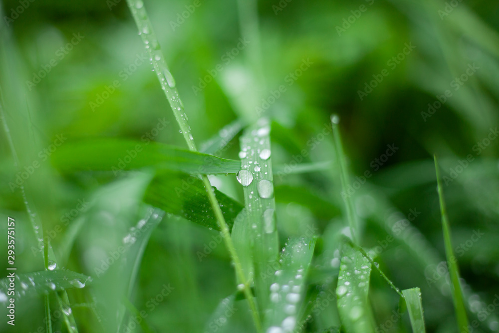 Drops on the green grass. The rainy day the plants got wet. Beautiful natural calming background. Drops on the green grass. The rainy day the plants got wet. Beautiful natural calming background.