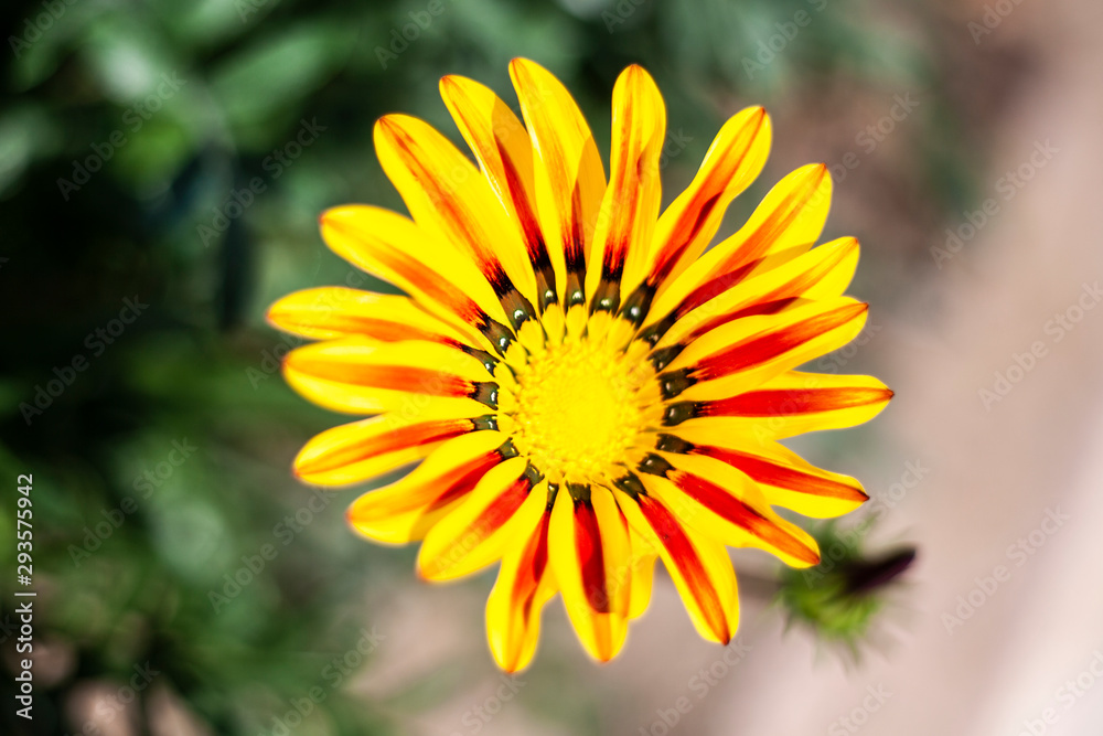 Beautiful flowers. Garden flower natural background. Bright colors of plants. Beautiful flowers. Garden flower natural background. Bright colors of plants.