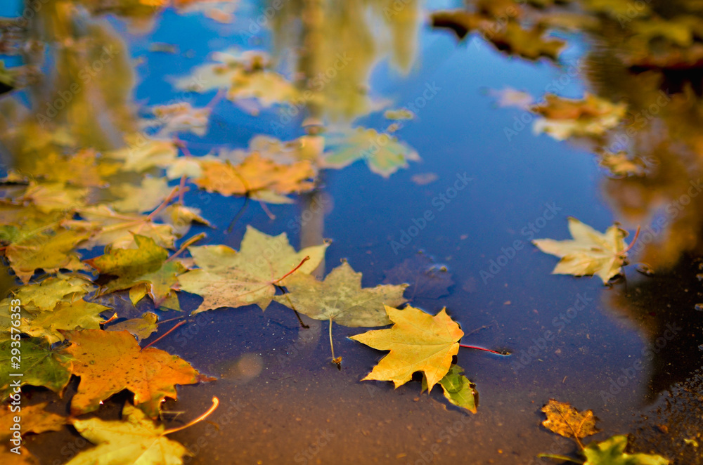 Autumn yellow leaves in a puddle after rain. Photo taken on a sunny day, processed in a warm tint. Autumn yellow leaves in a puddle after rain. Photo taken on a sunny day, processed in a warm tint.