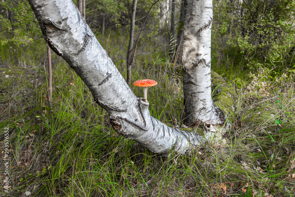 Red and White Toad Stool Mushroom On a Birch Tree in an Autumn Forest Red and White Toad Stool Mushroom On a Birch Tree in an Autumn Forest