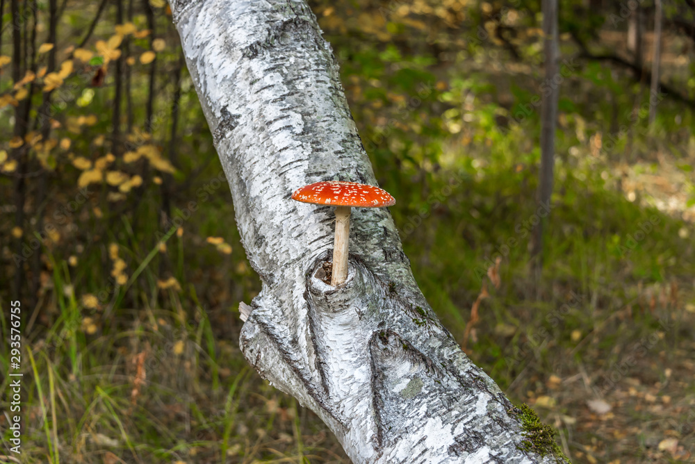 Red and White Toad Stool Mushroom On a Birch Tree in an Autumn Forest Red and White Toad Stool Mushroom On a Birch Tree in an Autumn Forest