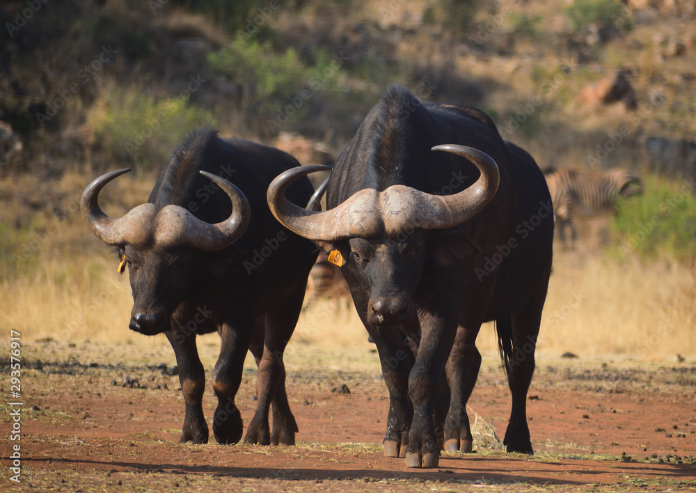 Obraz premium buffalo in kenya