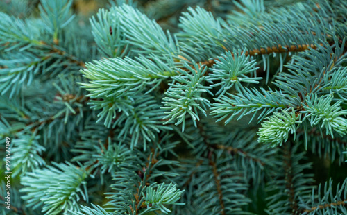 Young Blue Spruce Picea pungens Hoopsii fresh spring growth - soft blue needles. Selective focus. Nature concept for Christmas design