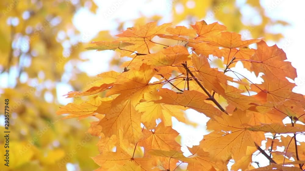 Beautiful autumn leaves develop on a vert. Golden time. Leisure park. Nature dresses trees in beautiful outfits.