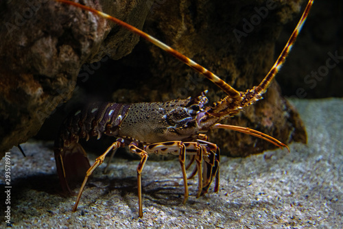 Tableau sur toile Spiny lobster - Palinurus elephas