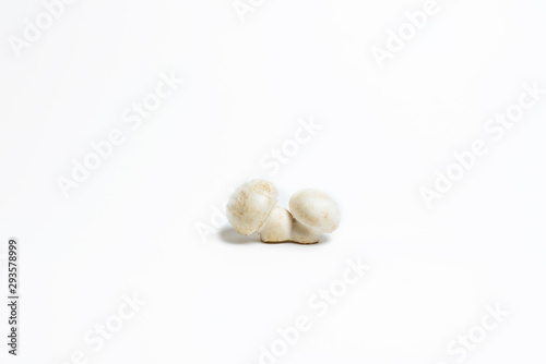 two white mushrooms on a white background