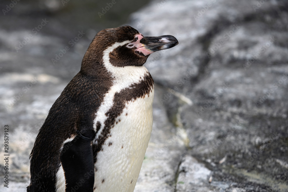 Obraz premium African penguin - Spheniscus demersus or black footed penguin on rock background. Cute marine wild bird at the zoo, waterbird isolated on rocky background
