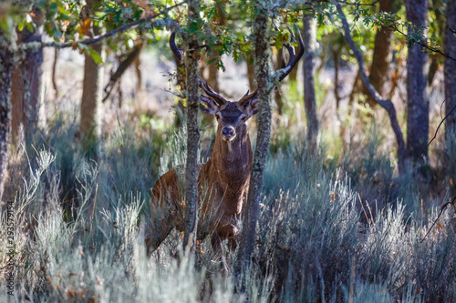 Ciervo común macho mirando de frente entre los robles. Cervus elaphus. Fresno de la Carballeda, Zamora, España. photo