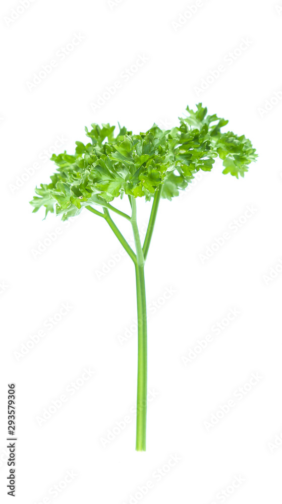 Parsley isolated on white background Parsley isolated on white background