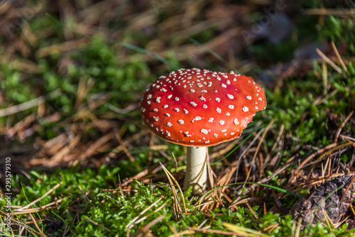 Red and White Toad Stool Mushroom in an Autumn Forest © JonShore