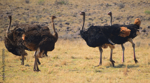 Ostrich in the safari park