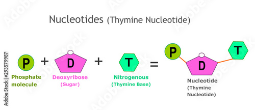 Thymine Nucleotide anatomy. Nucleotides. A nucleotide is the basic structural unit and building block for DNA. Nucleotides: Nitrogenous base, pentose sugar ,phosphate group. model, anatomy. vector