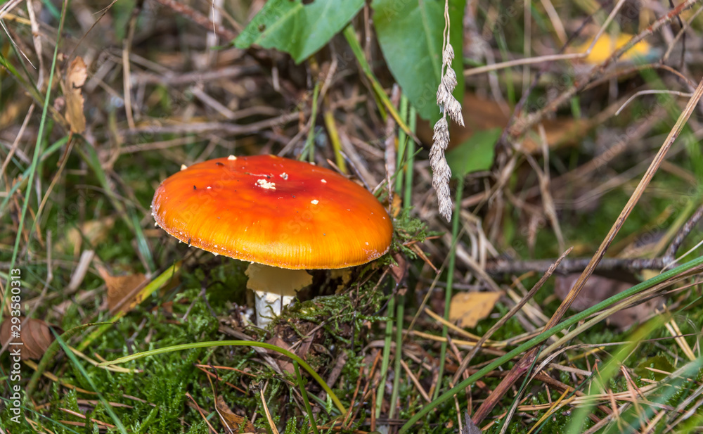 Red and White Toad Stool Mushroom in an Autumn Forest Red and White Toad Stool Mushroom in an Autumn Forest