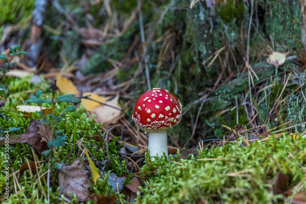 Red and White Toad Stool Mushroom in an Autumn Forest Red and White Toad Stool Mushroom in an Autumn Forest
