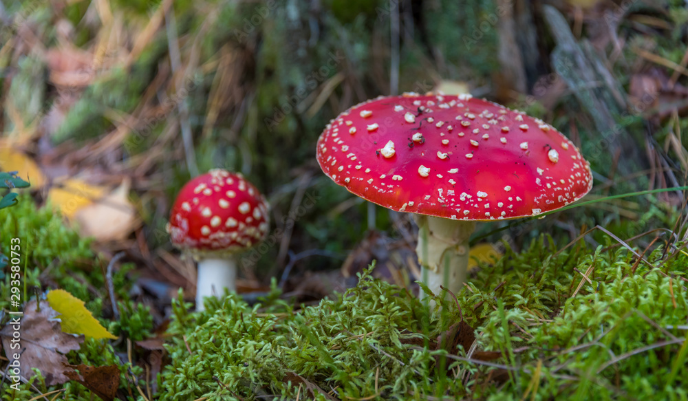 Red and White Toad Stool Mushroom in an Autumn Forest Red and White Toad Stool Mushroom in an Autumn Forest