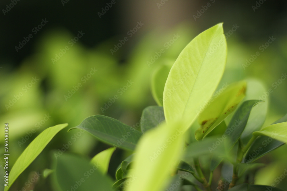 Closeup nature view of green leaf under sunlight. Natural green plants landscape using as a background or wallpaper Closeup nature view of green leaf under sunlight. Natural green plants landscape using as a background or wallpaper
