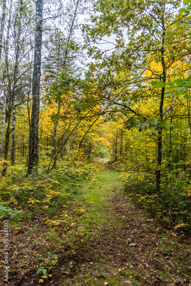 Fototapeta premium Autumn Forest Path with Yellow and Green Foliage in Northern Europe