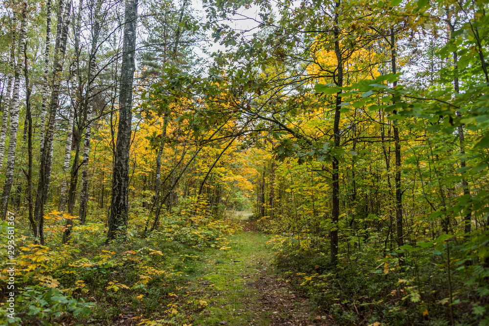 Autumn Forest Path with Yellow and Green Foliage in Northern Europe Autumn Forest Path with Yellow and Green Foliage in Northern Europe
