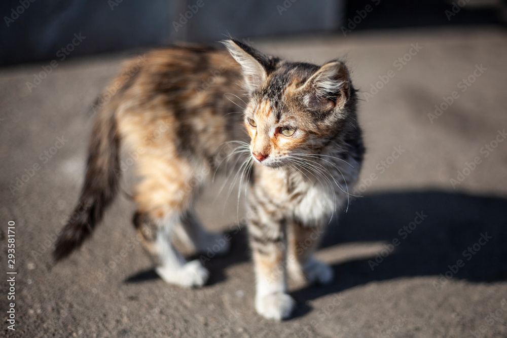 Obraz premium Cute homeless kitten on the street. The animal walks in the sun. Beautiful cat of three colors.