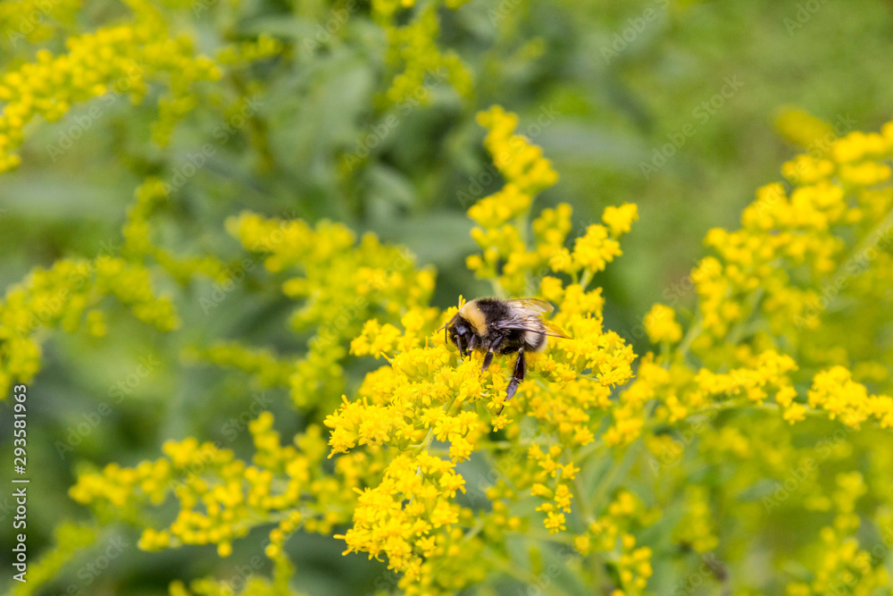 bee on a yellow flower bee on a yellow flower