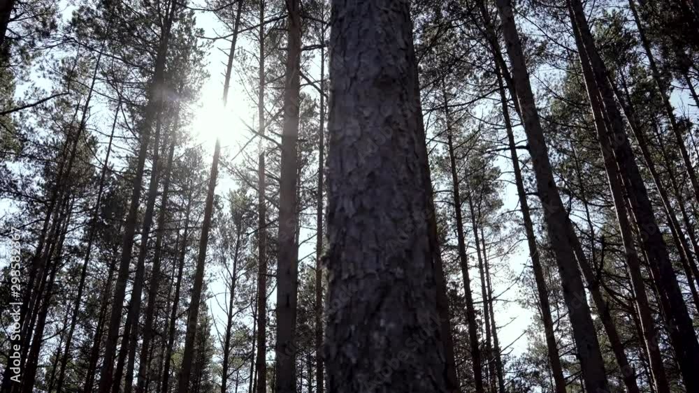 The tops of coniferous forests in the summer sun at the end of August on the Baltic Sea. Latvia The tops of coniferous forests in the summer sun at the end of August on the Baltic Sea. Latvia
