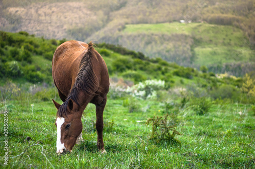 Fototapeta Naklejka Na Ścianę i Meble -  Horse in the field