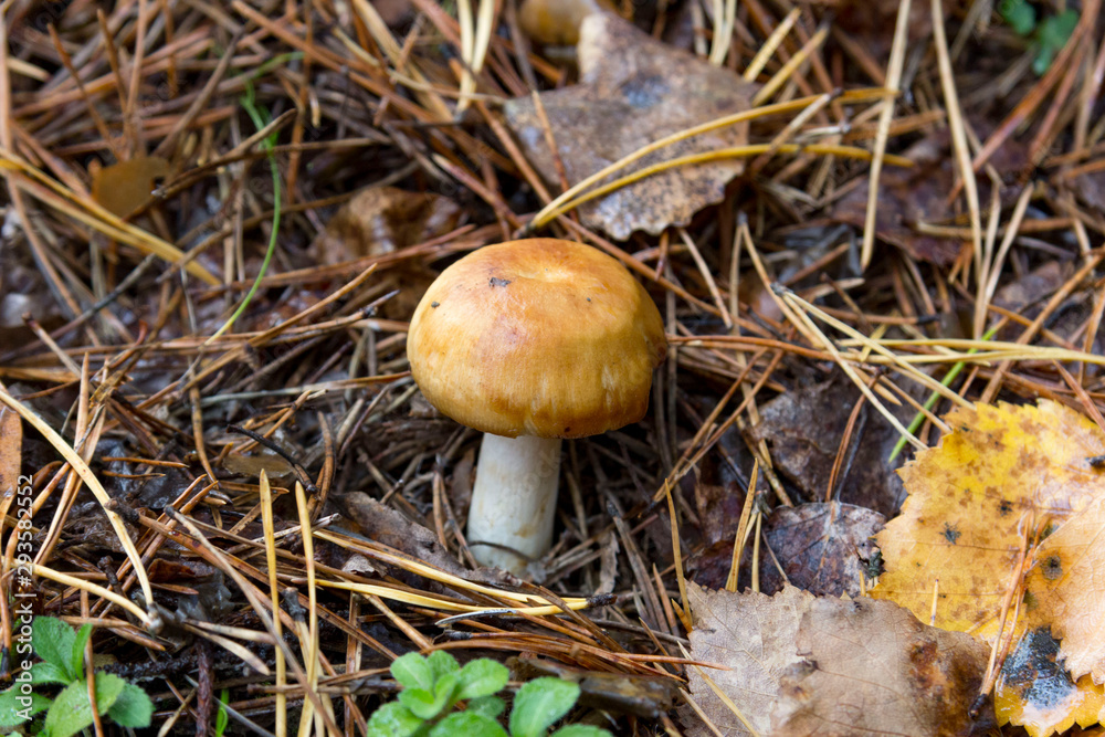 mushroom in the forest mushroom in the forest