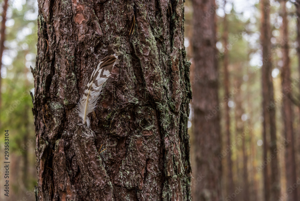 Feather in a Tree in a Forest in Autumn Feather in a Tree in a Forest in Autumn