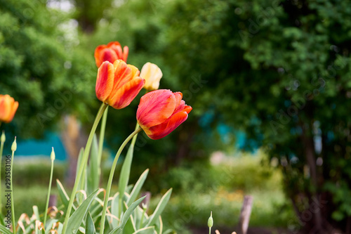 Tulip spring flowering plant photo