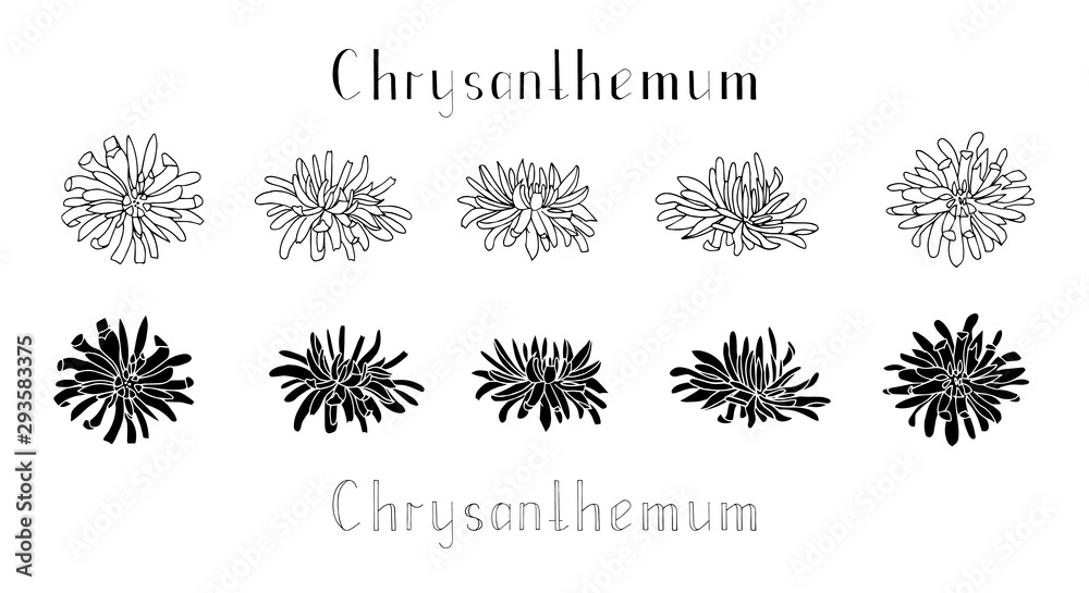 Set of hand drawn chrysanthemum flowers isolated on a white background. Contour and silhouette. Lettering. Monochrome vector illustration. Decorations for invitations, greeting and wedding cards - obrazy, fototapety, plakaty 