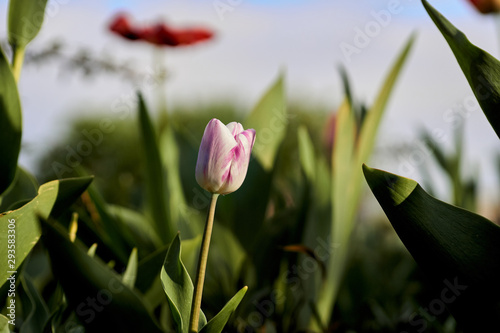 Tulip spring flowering plant photo