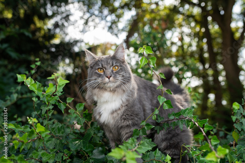 Curious young blue tabby white maine coon cat standing on wall covered with ivy in front of trees in a forest looking at camera photo