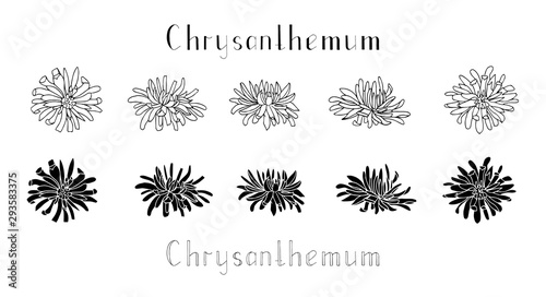 Slika na platnu Set of hand drawn chrysanthemum flowers isolated on a white background