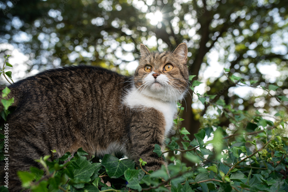 side view of a tabby white british shorthair cat standing on wall covered with ivy in front of trees in a forest observing the area on a sunny day in september side view of a tabby white british shorthair cat standing on wall covered with ivy in front of trees in a forest observing the area on a sunny day in september