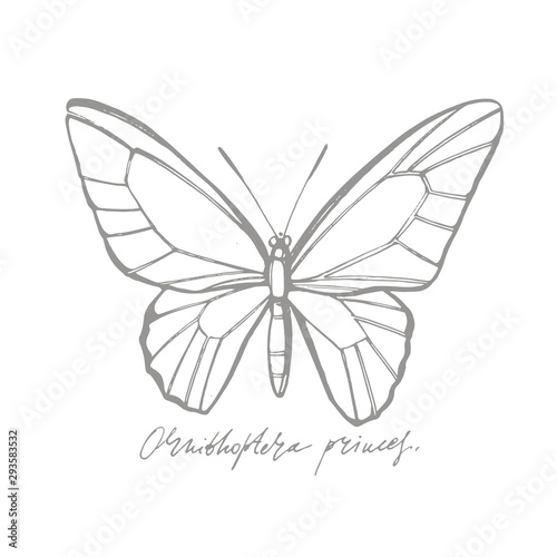 Butterflies silhouettes. Butterfly icons isolated on white background. Graphic illustration