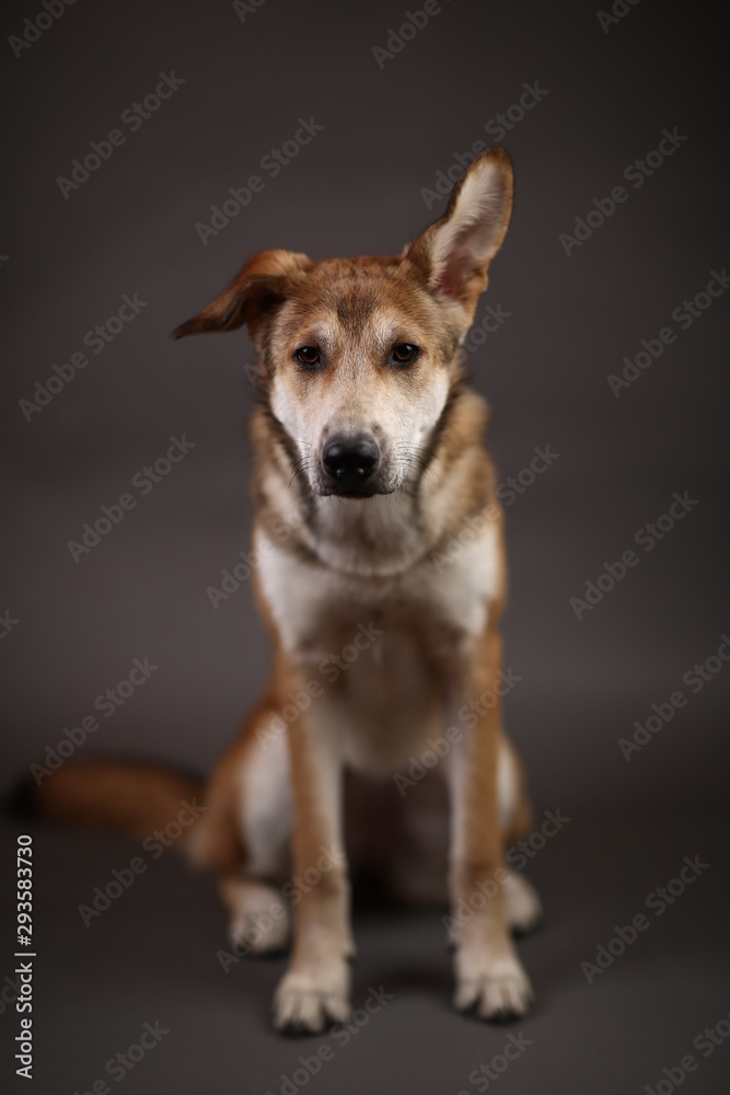 Cute ginger mongrel dog on a gray background in the studio